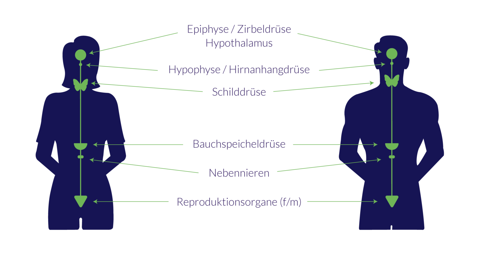 Was Wird In Der Endokrinologie Gemacht endomedicum.de
